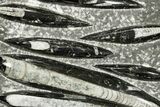 Polished Fossil Orthoceras (Cephalopod) Plate - Morocco #359673-1